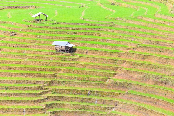 Terrassen på thailändska folket på chiangemai — Stockfoto