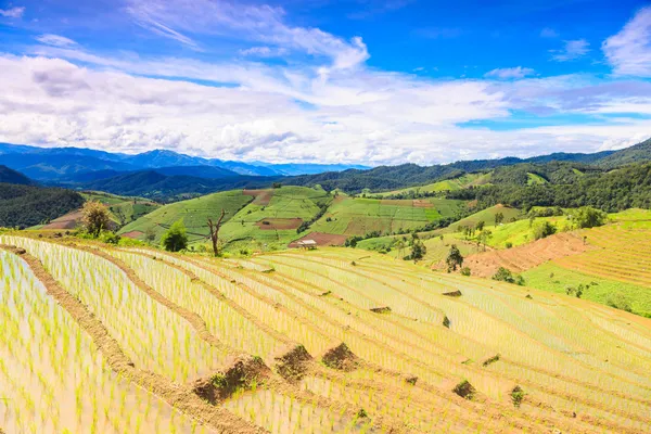Cielo azul con terraza de arroz en Chiangmai Tailandia —  Fotos de Stock