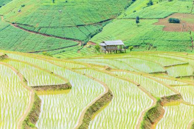 pirinç adımları Teras 