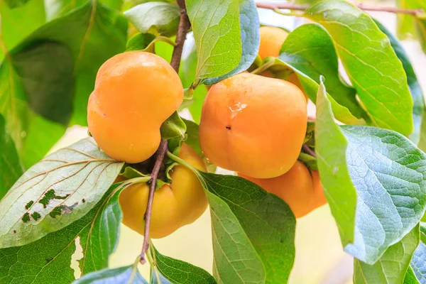 hurma ağacı üzerinde