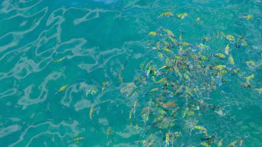 Denizde yüzme hamlaç balık grubu 