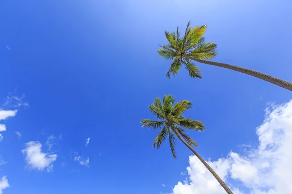 Hindistan cevizi ve mavi gökyüzü ile bulutlu 