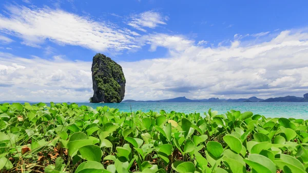 绿色的植物，与 pod 美丽岛或在甲米岛波达 — 图库照片