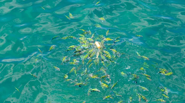 Blåsrör eatting på havet krabi thailand — Stockfoto