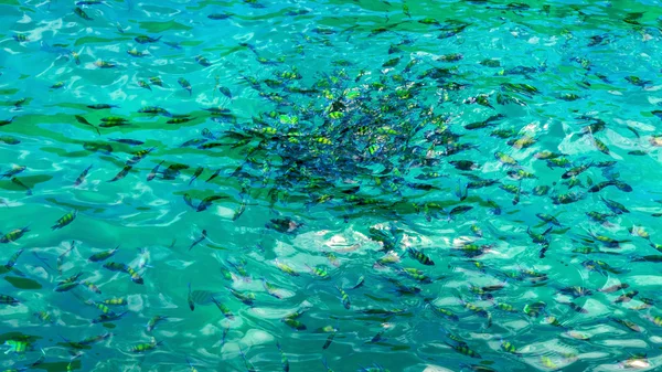 Blowpipe fish on sea — Stock Photo, Image