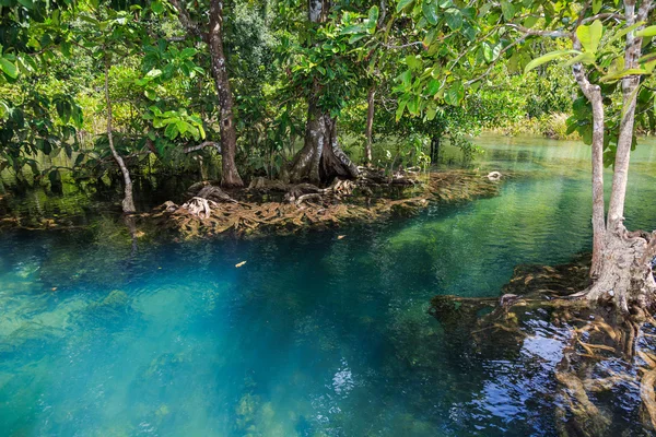 River and swamp forest or peat swamp forest — Stock Photo, Image