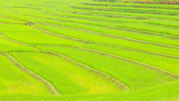 Rolnictwo rolnicze ryżu — Zdjęcie stockowe