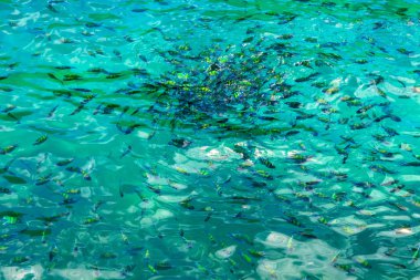 hamlaç balık Denizi 