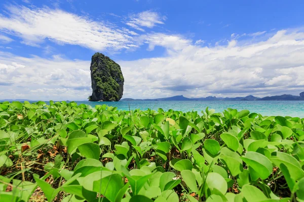 Planta verde con hermosa koh poda o isla poda en krabi — Foto de Stock