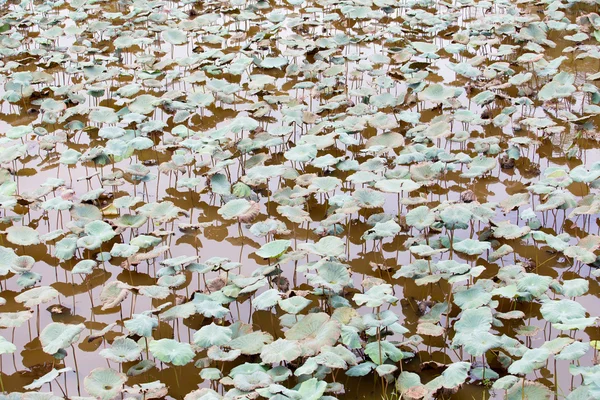 Granja Lotus — Foto de Stock
