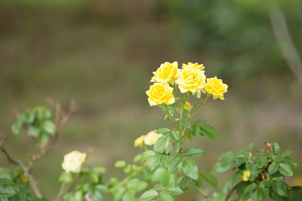 Rosa amarela com folha verde — Fotografia de Stock