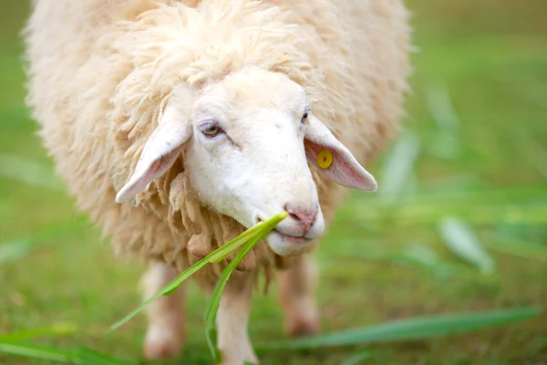 Close up ovelhas comendo comida verde — Fotografia de Stock