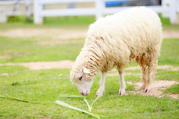 Sheep eating food greensward — Stock Photo, Image
