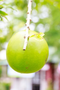 calabbash ağacı, Tayland 