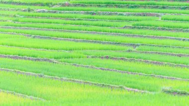 Tarım çiftliği pirinç 