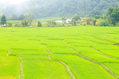 Tarım çiftliği pirinç 