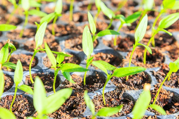 Grow plant — Stock Photo, Image