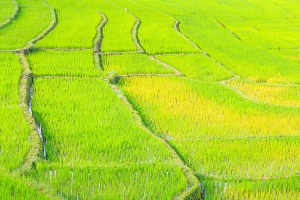 Agricultura agricultura arroz — Foto de Stock