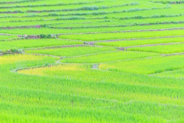 Rolnictwo rolnicze ryżu — Zdjęcie stockowe