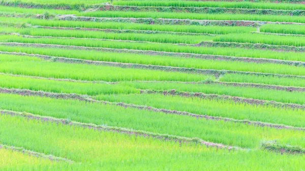 Agricultura Arroz agrícola — Fotografia de Stock