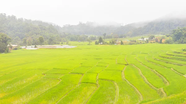 Zemědělství farma rýže — Stock fotografie