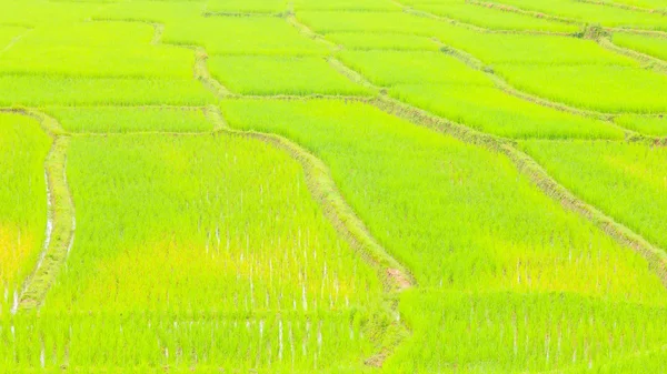 Agricultura agricultura arroz — Foto de Stock