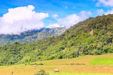 Tarım çiftliği pirinç 