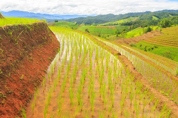 Agricultura agricultura arroz —  Fotos de Stock