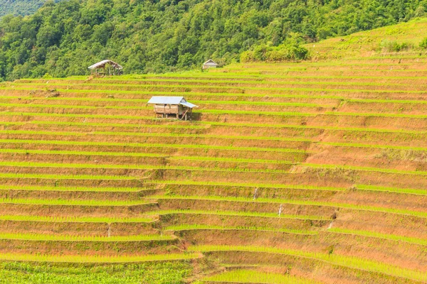 Landbouw boerderij rijst — Stockfoto
