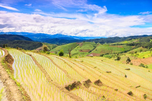 Landbouw boerderij rijst — Stockfoto