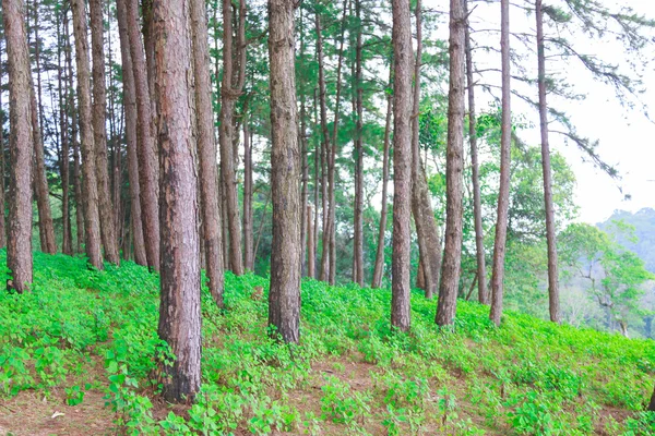 Bosque de pinos en Chiangmai Tailandia — Foto de Stock
