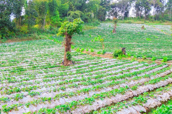Roślin truskawki w chiangmai Tajlandia — Zdjęcie stockowe