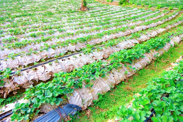 Planta fresa en chiangmai thailand — Foto de Stock