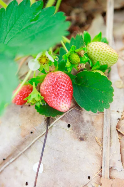 Morango em chiangmai — Fotografia de Stock