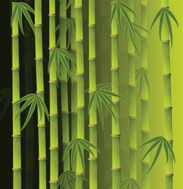 Bambu ormanı