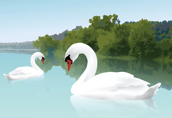 Beautiful Swans — Stock Vector