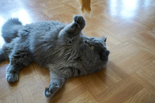 Adorable chat britannique à poil long avec fourrure grise couché — Photo