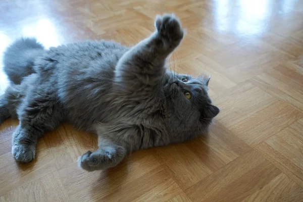 Adorable chat britannique à poil long avec fourrure grise couché — Photo