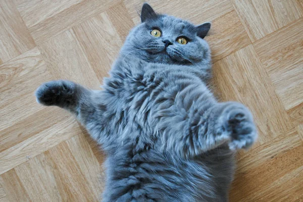 Adorable british longhair cat with gray fur lying — Stock Photo, Image