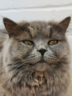 Bir İngiliz uzun saç kedisine yakından bakın.