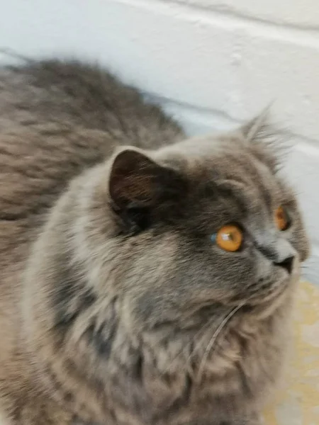 Face Closeup British Long Hair Cat — Stock Photo, Image