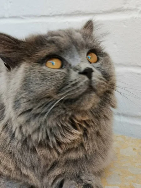 Face Closeup British Long Hair Cat — Stock Photo, Image