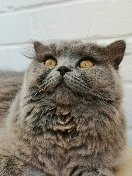 Face Closeup British Long Hair Cat — Stock Photo, Image