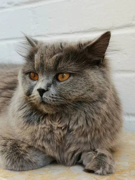 Британський Довгий Котячий Кіт — стокове фото