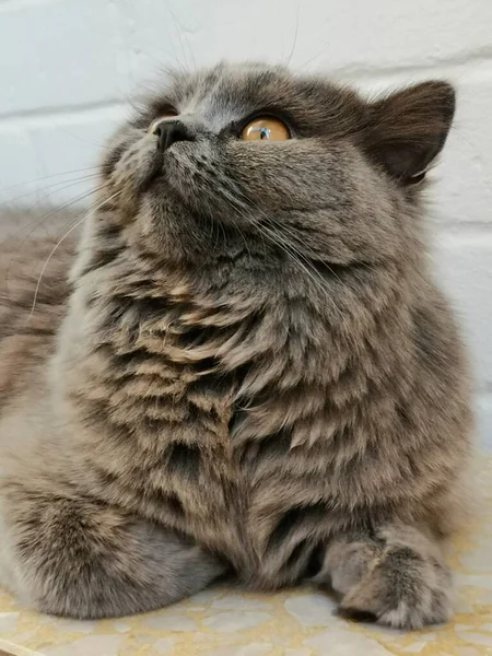 Πρόσωπο Closeup Του Μια Βρετανική Μακριά Γάτα Μαλλιά — Φωτογραφία Αρχείου