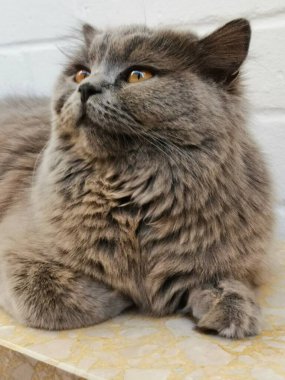 Bir İngiliz uzun saç kedisine yakından bakın.