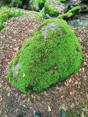 Almanya, Kara Orman 'da yosunlarla kaplı taşların seçici odak noktası.