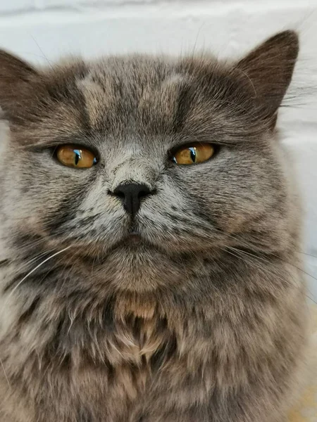 Face Closeup British Long Hair Cat — Stock Photo, Image