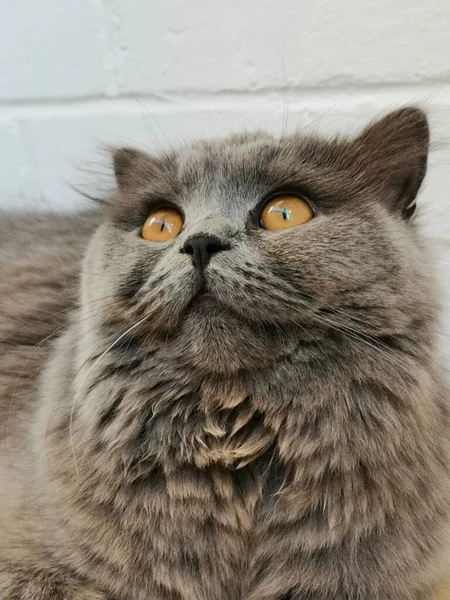 얼굴을 영국의 고양이 — 스톡 사진