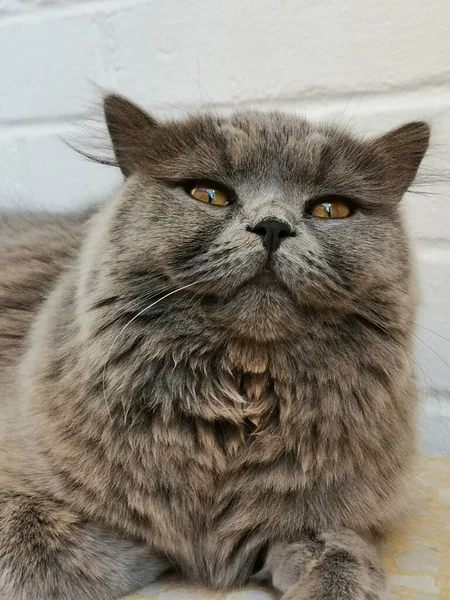 Gros Plan Visage Chat Britannique Aux Cheveux Longs — Photo